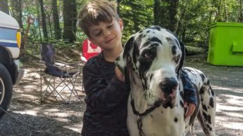 Camping kid with great dane dog