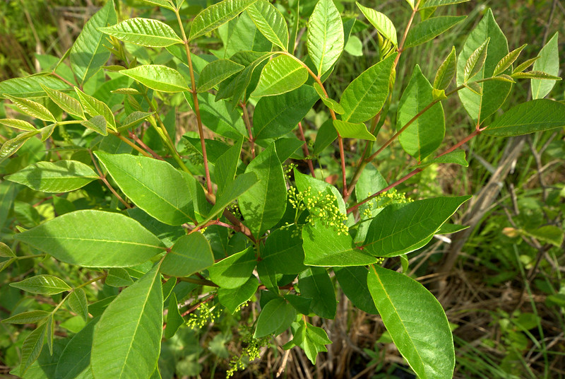 poison sumac leaves