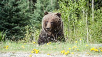 How to Practice Bear Safety While Camping