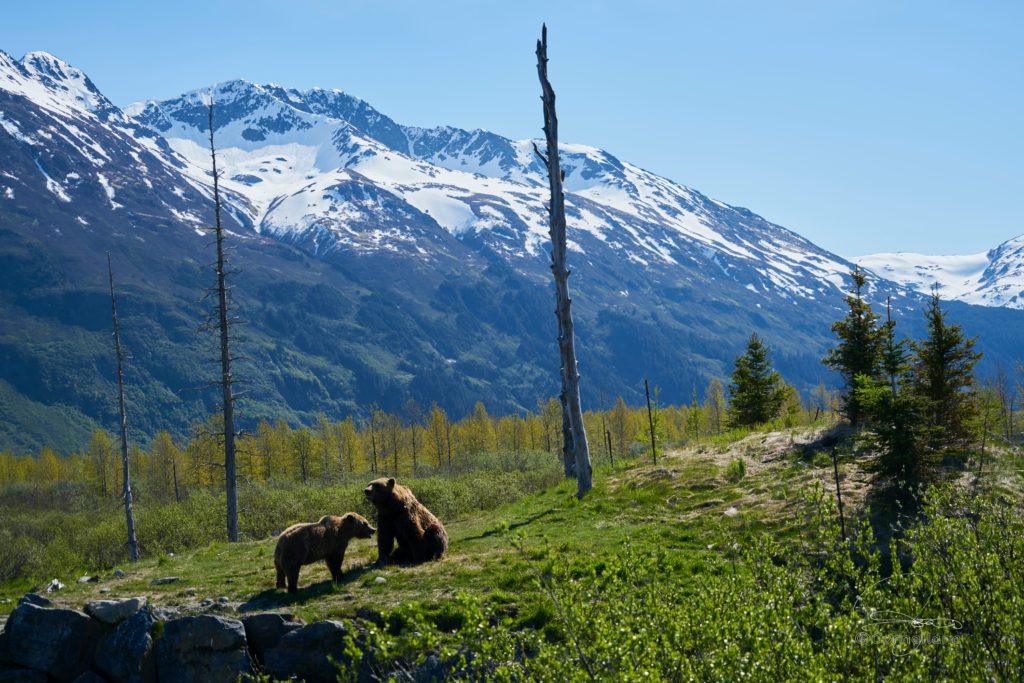 how to avoid grizzly bears while camping