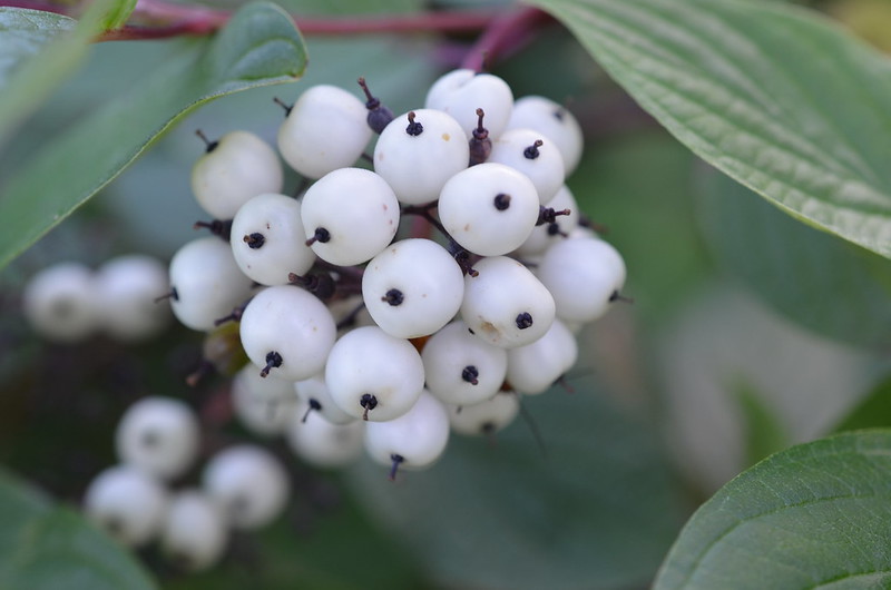 berries to avoid while camping