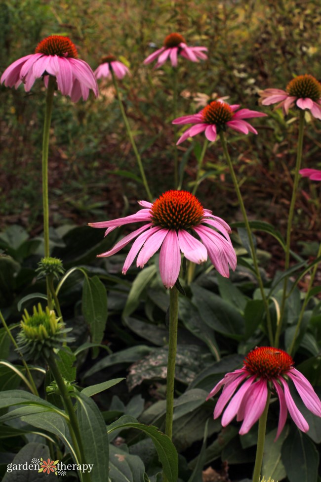 Echinacea herbs for camping