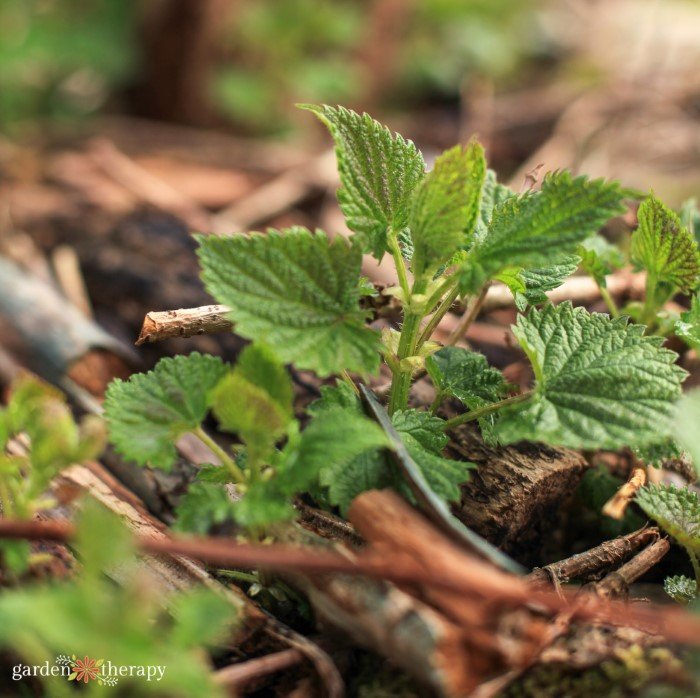 Stinging nettle