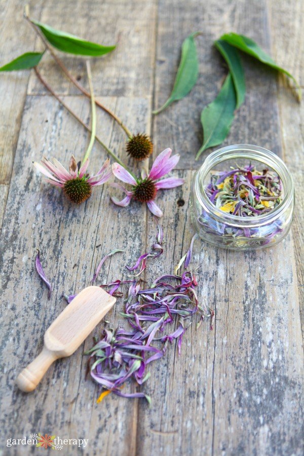 echinacea root tincture for camping