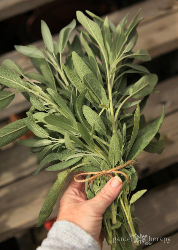 garden sage for campfires