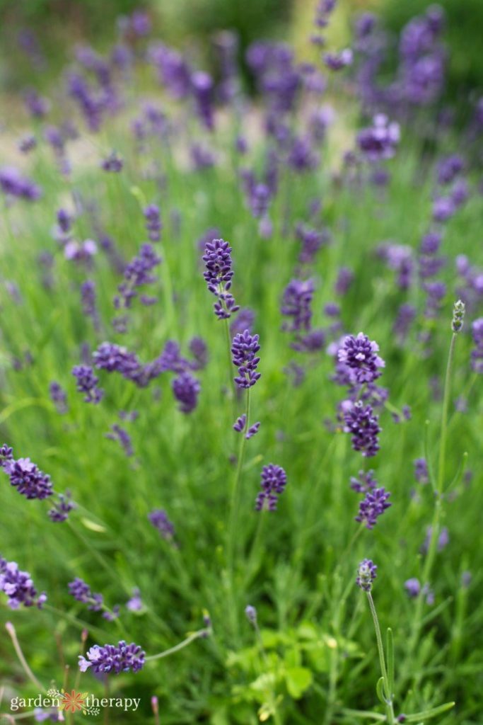 lavender