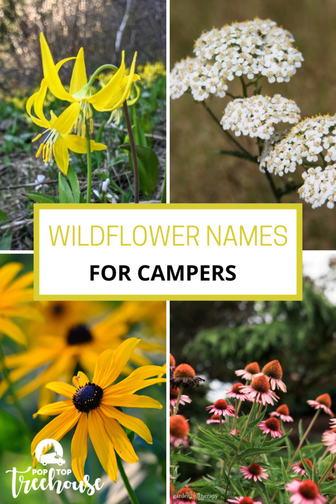 wildflower names every camper should know