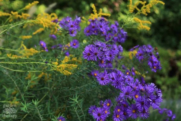 wildflower names