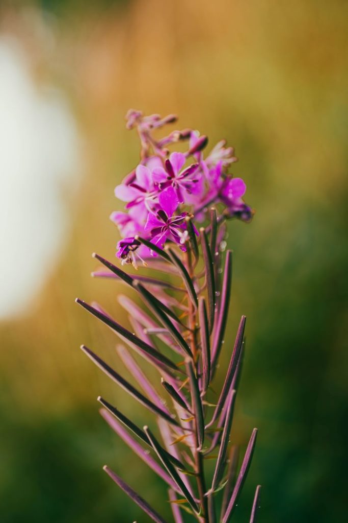 fireweed