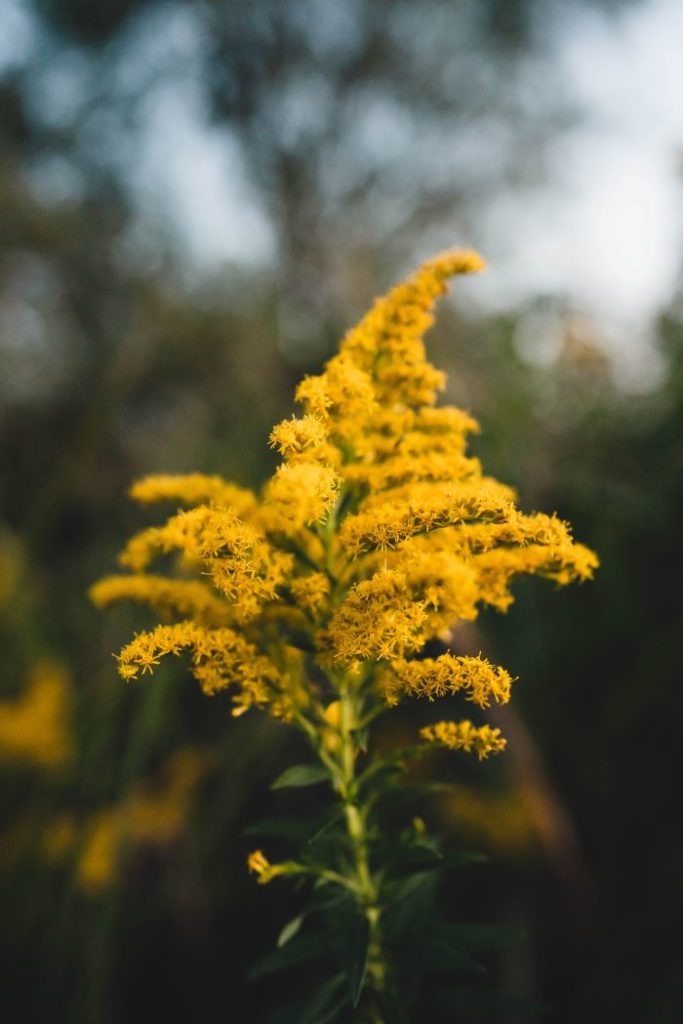 goldenrod