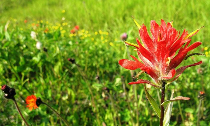 indian paintbrush