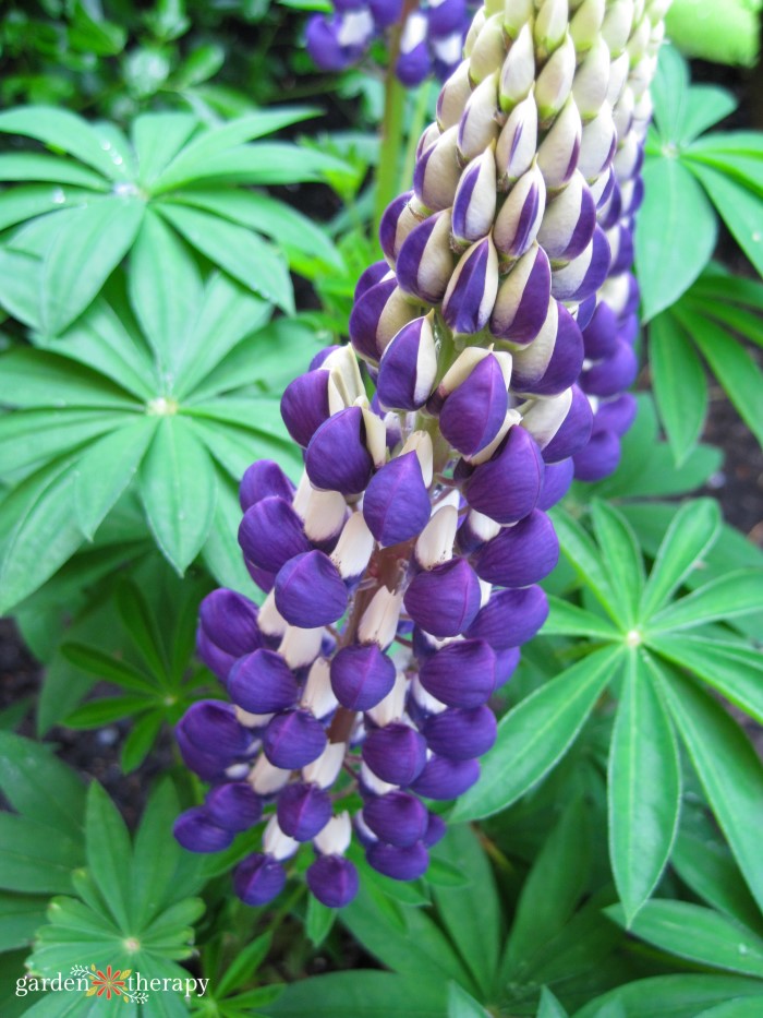 purple wildflowers