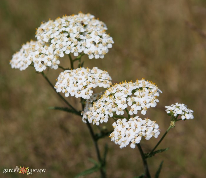 white yarrow