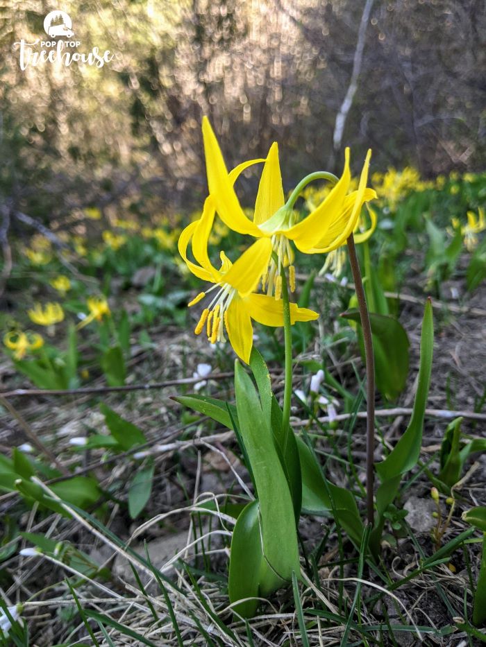 wildflower names for campers