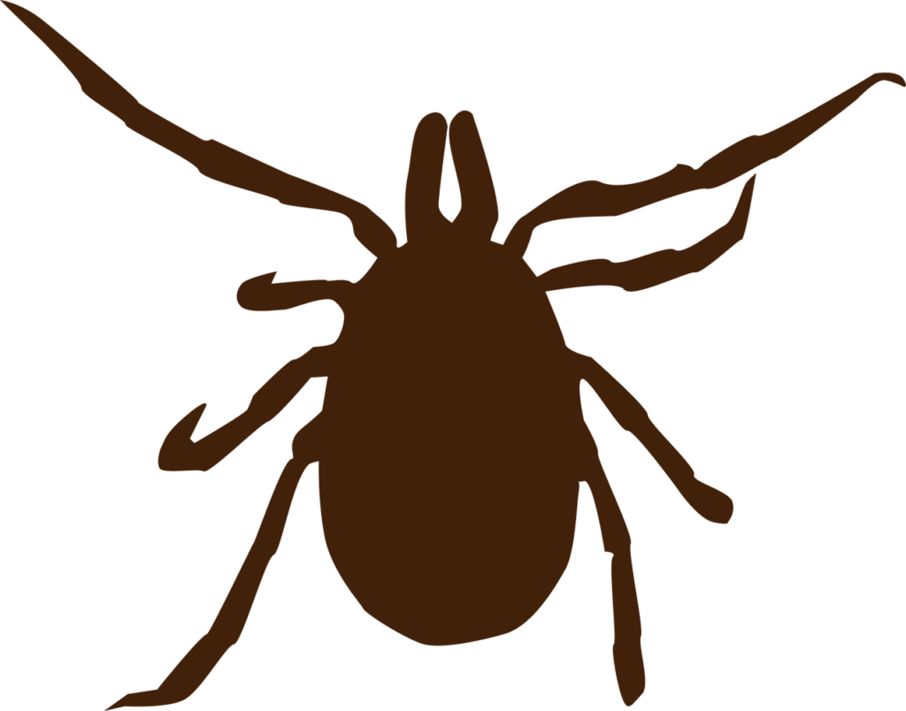 How to Avoid Ticks in the Woods