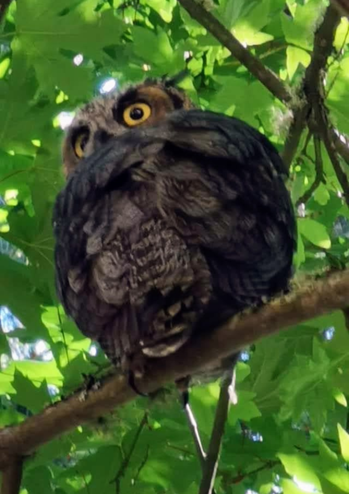 owl sitting in tree