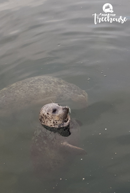 seal in water at Fisherman's wharf with head sticking out