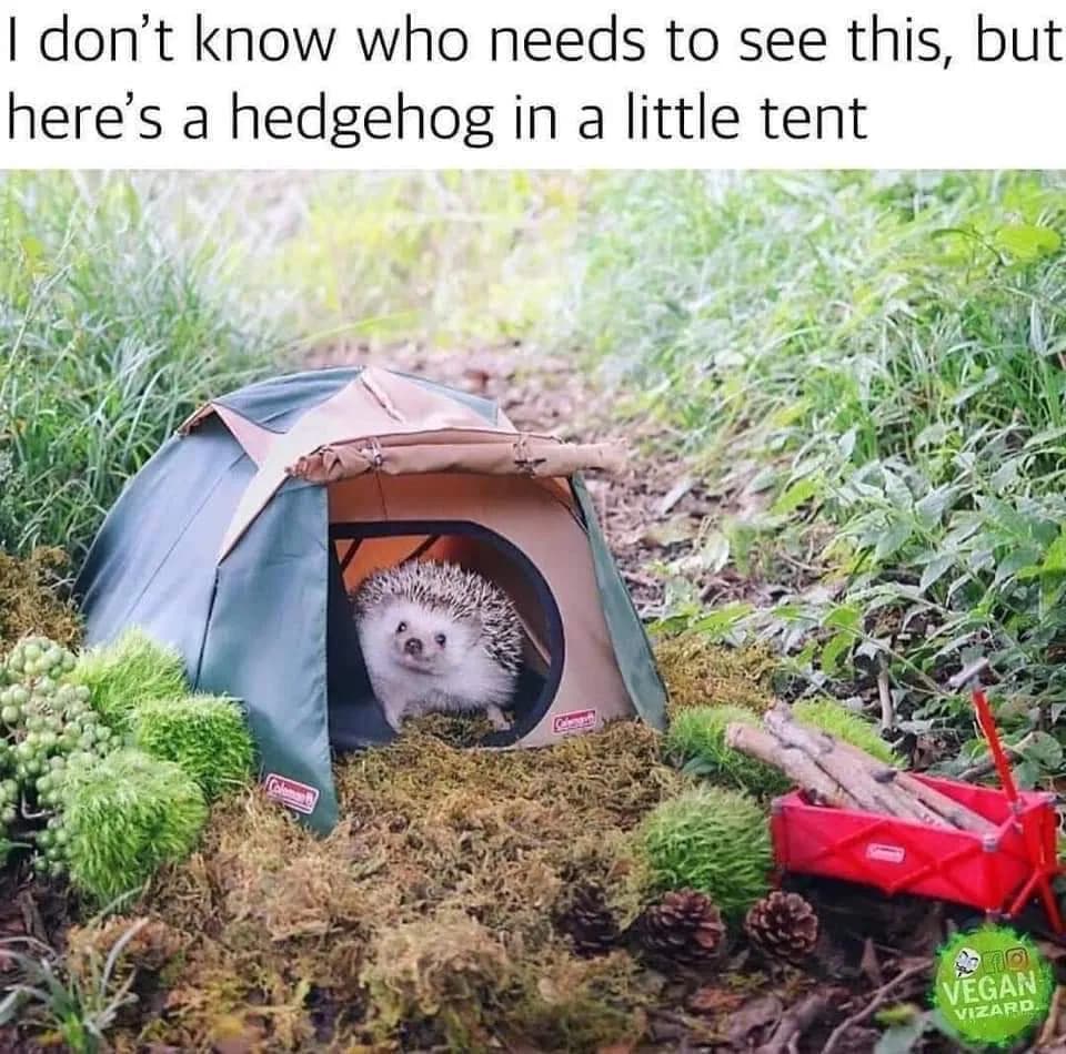 I don't know who needs to see this, but here's a hedgehog in a little tent.