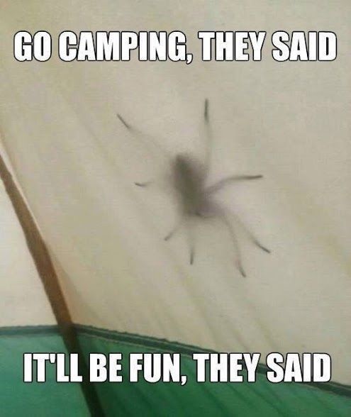 Go camping they said. It will be fun they said. A spider on the tent wall