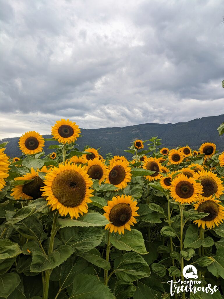 field of sunflowers with a mountain in the back